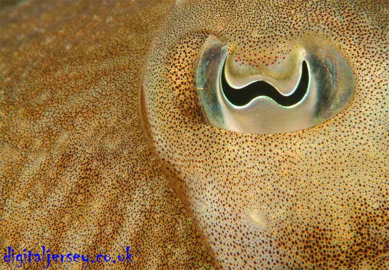 Cuttlefish  Closeup