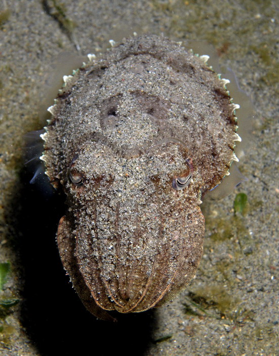 Cuttlefish coming out of the sand