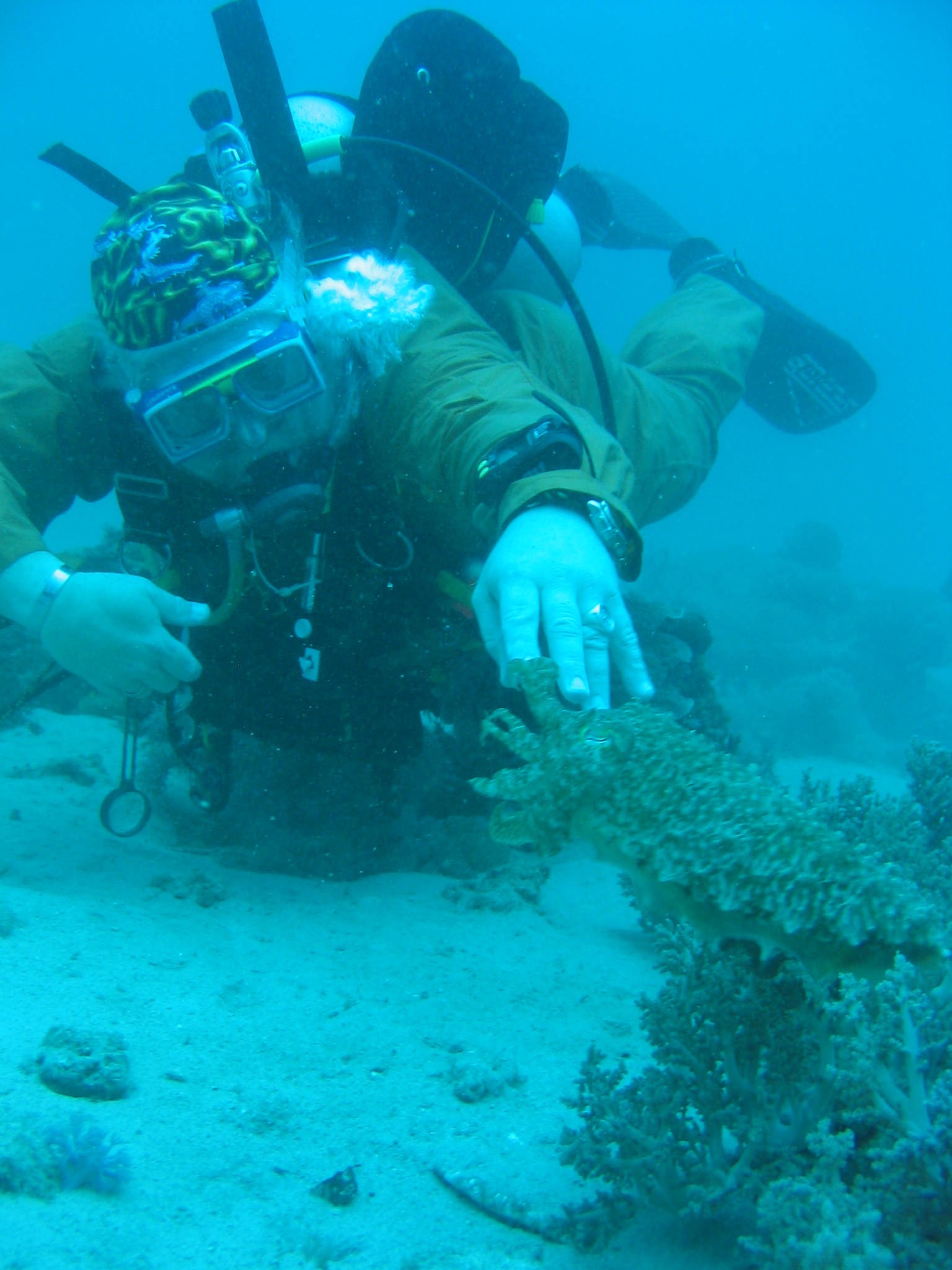 Cuttlefish Cuddle-up, Curious Critters Communicate Cautiously