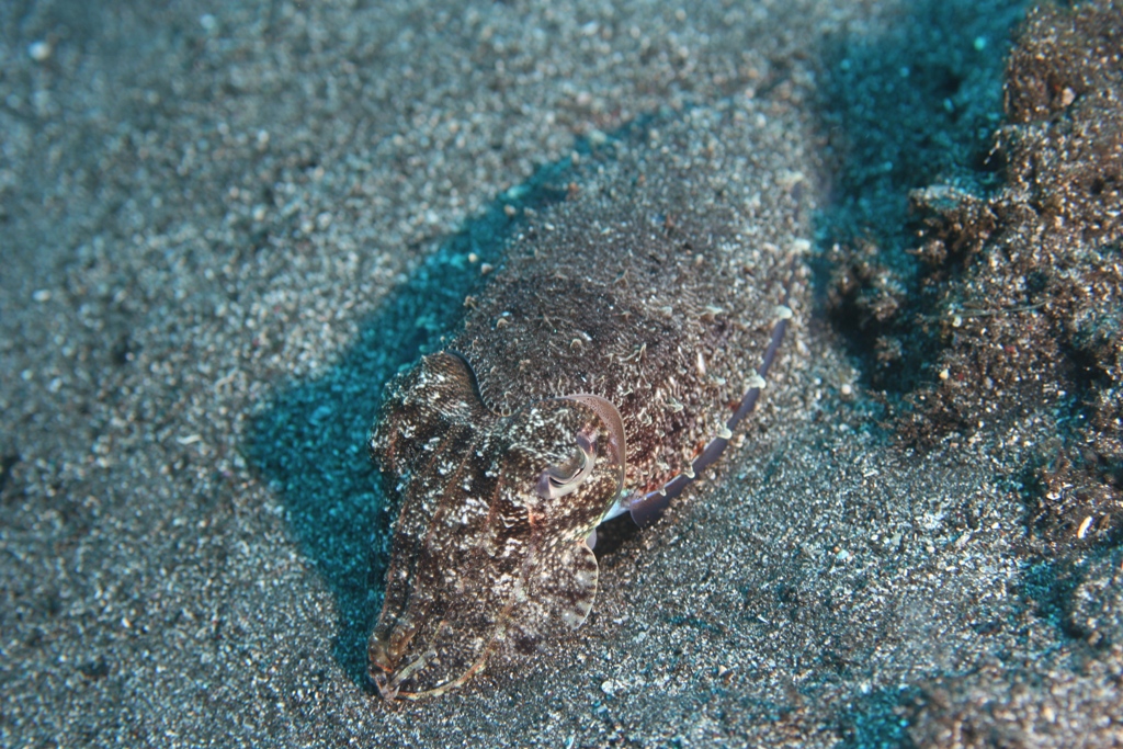 Cuttlefish during night dive