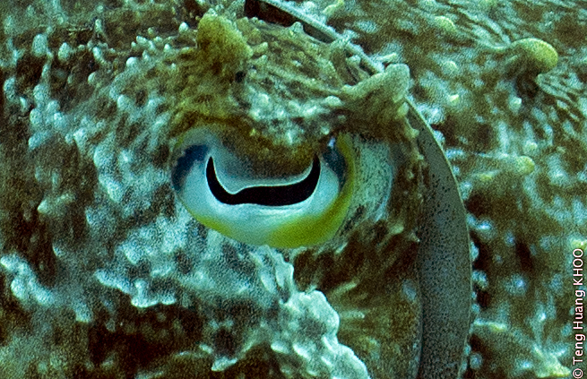 Cuttlefish Eye