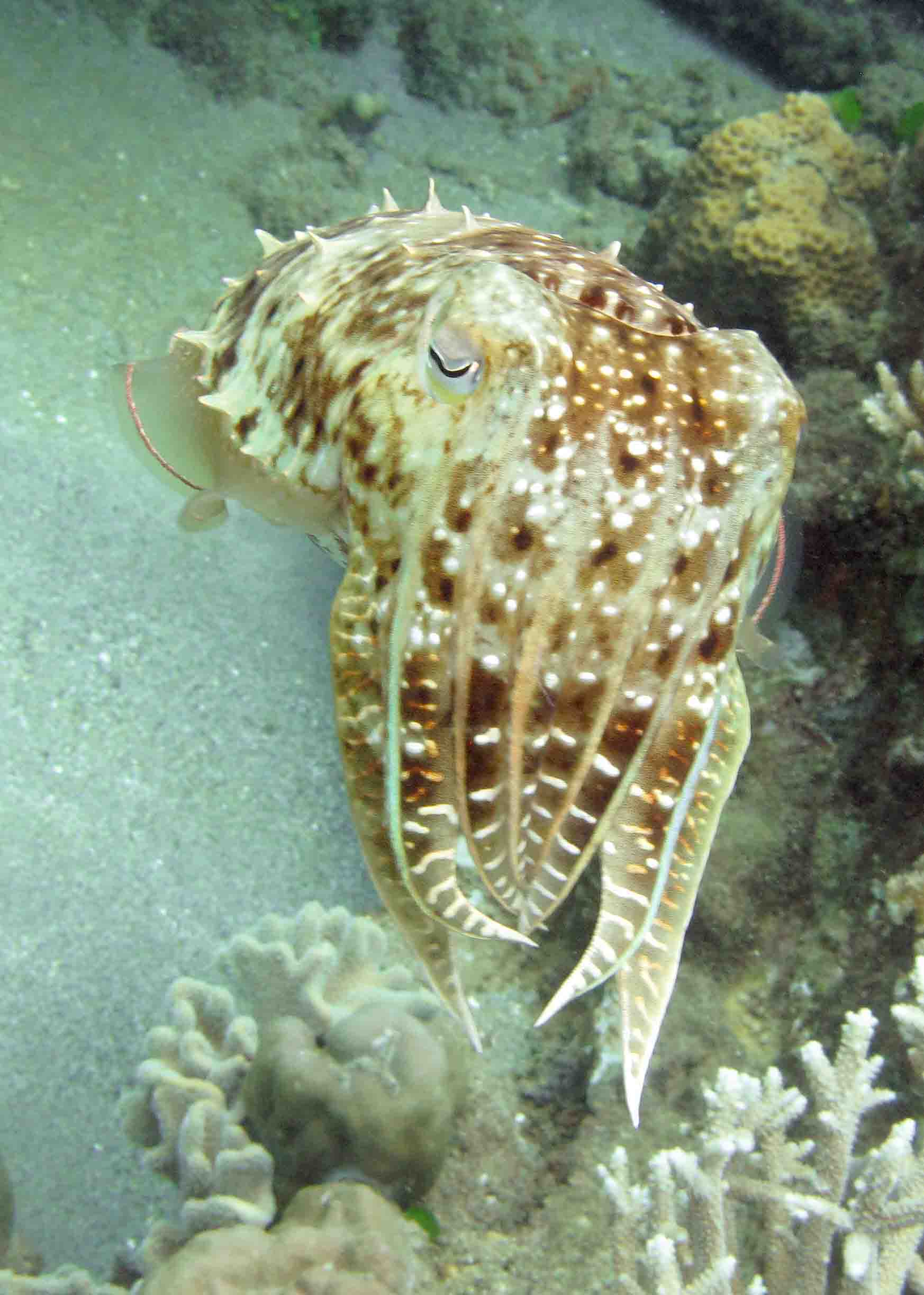 cuttlefish face