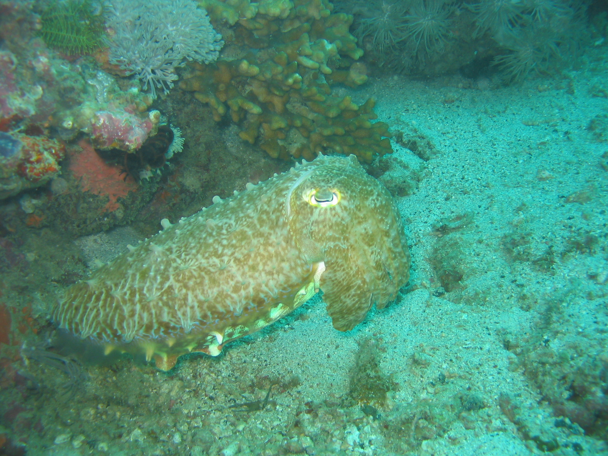 Cuttlefish, football sized