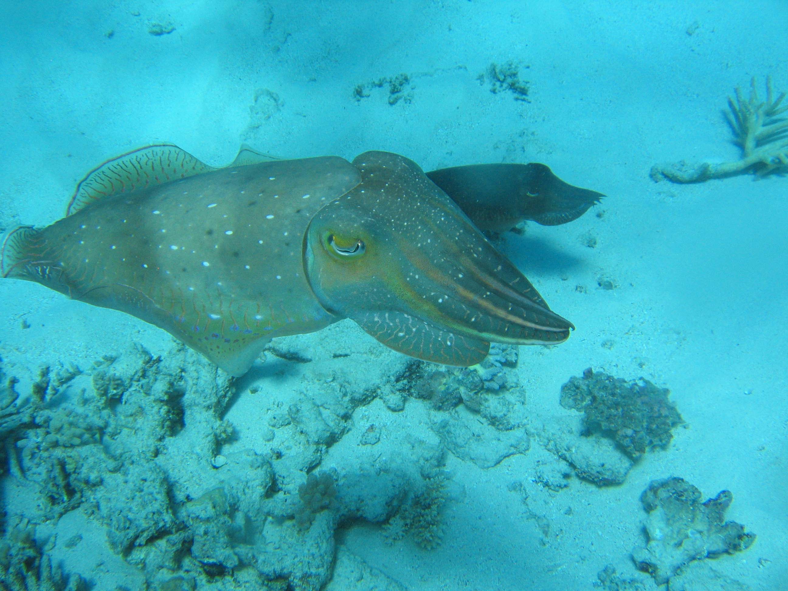 cuttlefish GBR