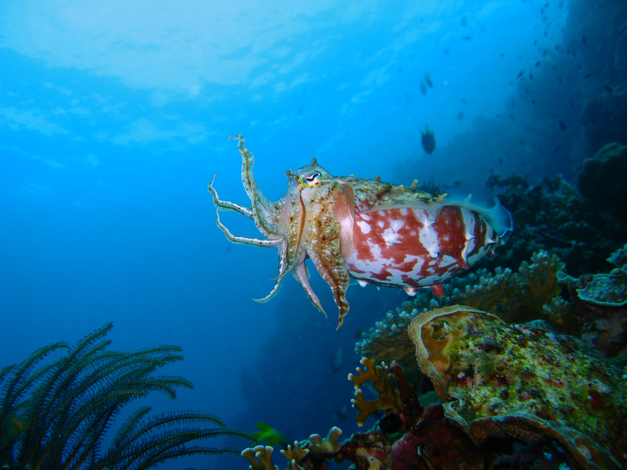 Cuttlefish @Gorontalo