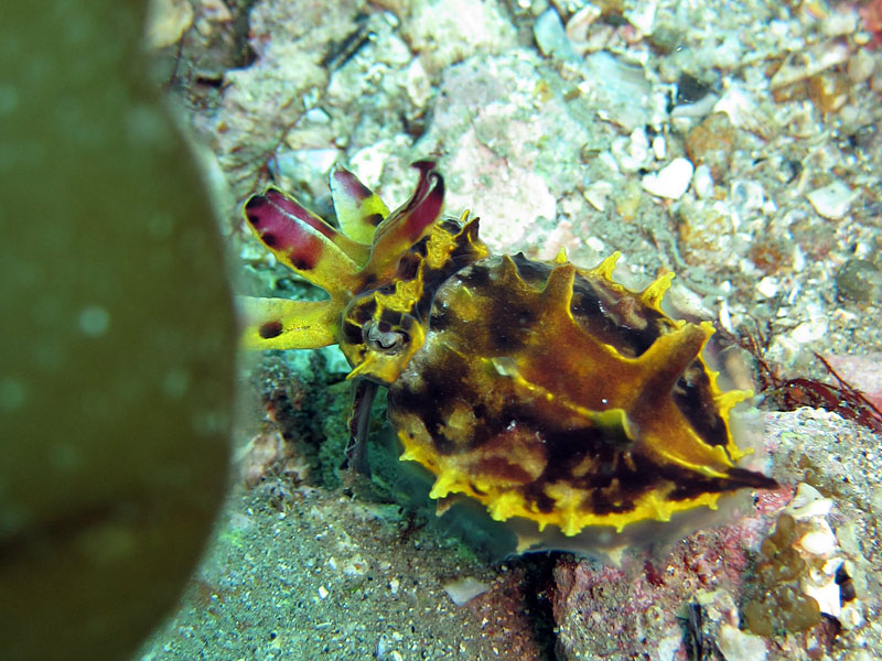 Cuttlefish "Hana-ika"