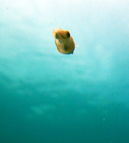 Cuttlefish Hatchling