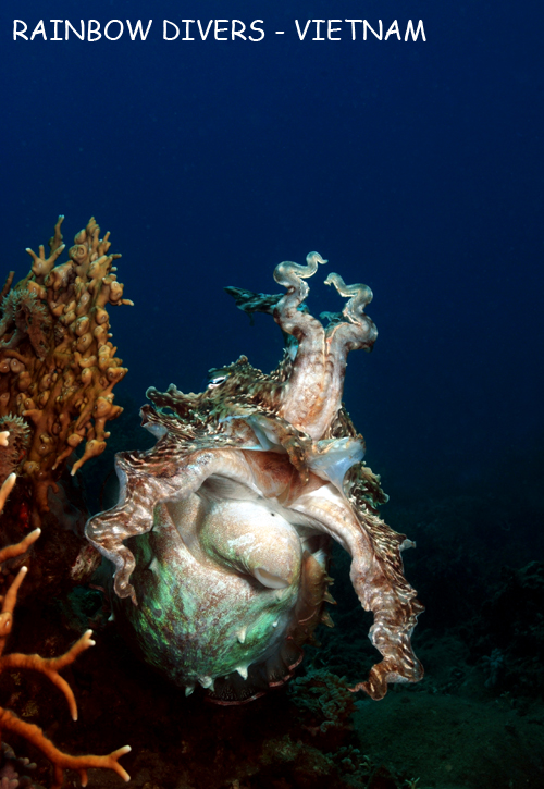 Cuttlefish in Nha Trang, Vietnam