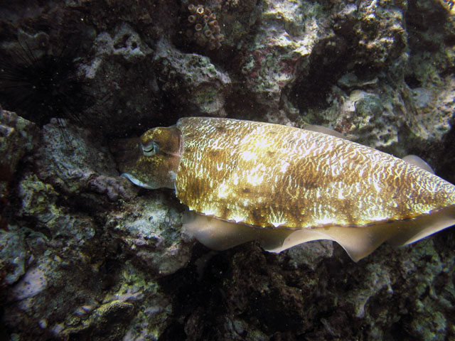 cuttlefish laying eggs