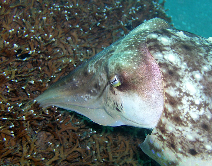 Cuttlefish laying her eggs