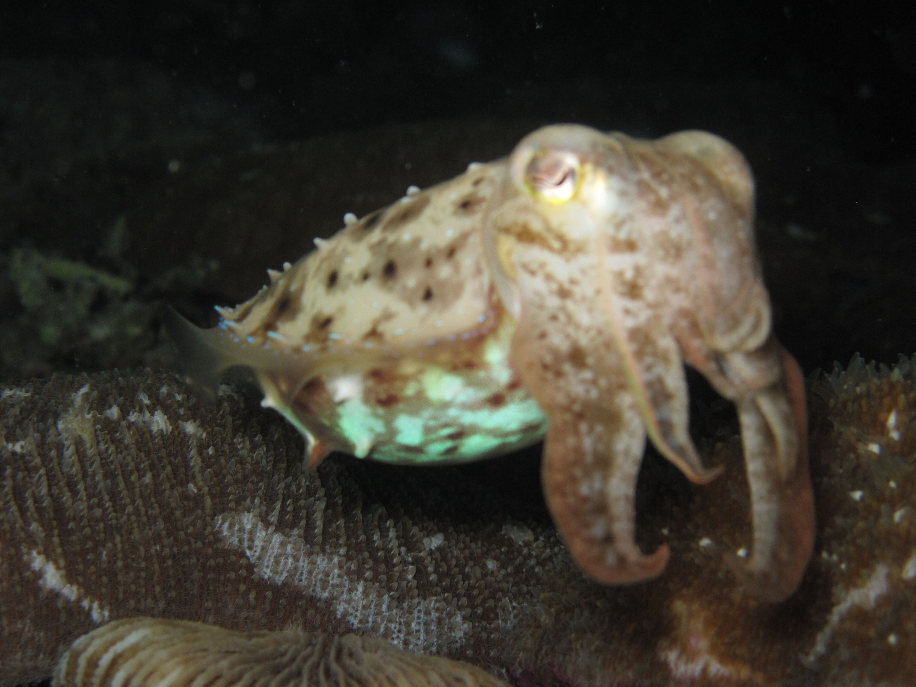 Cuttlefish lembeh