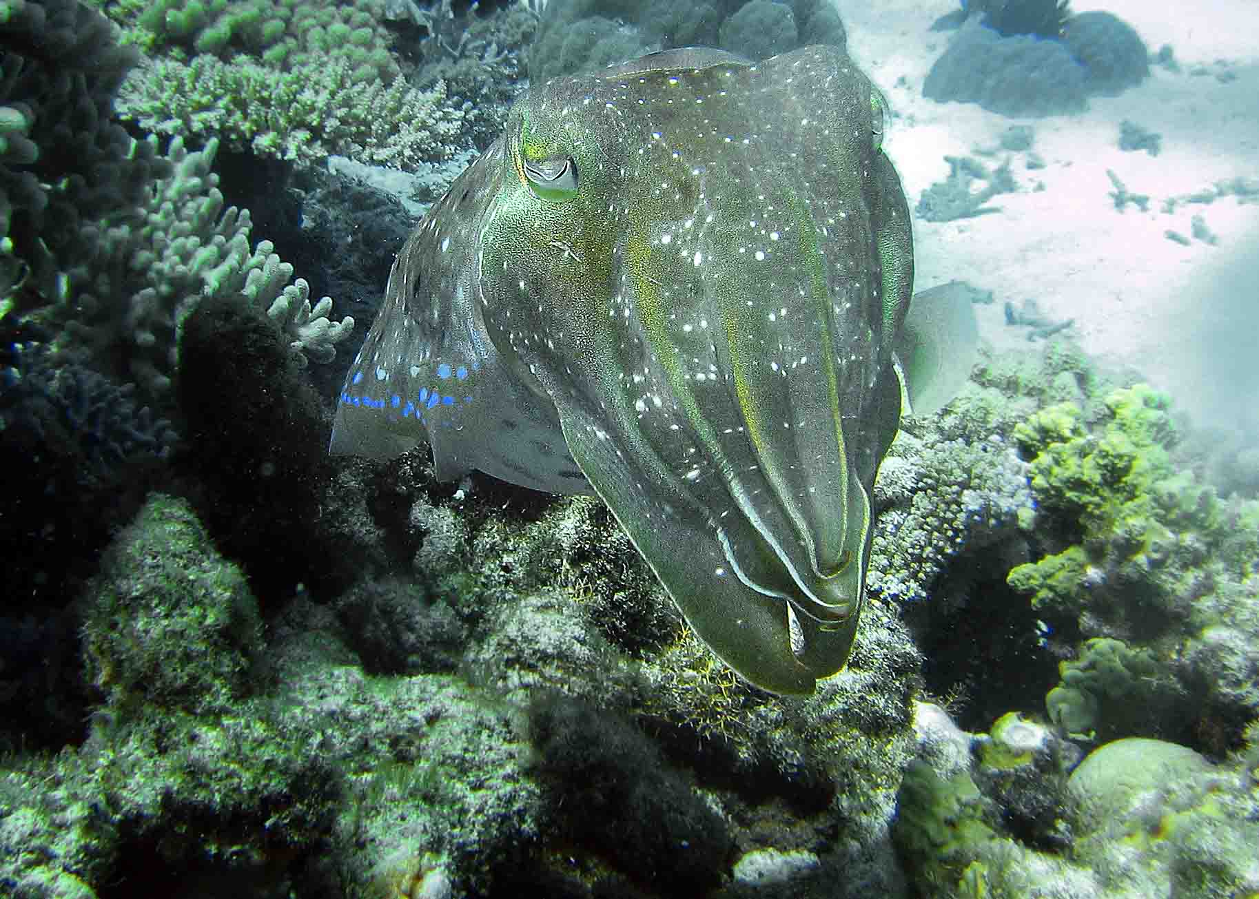 Cuttlefish off Cairns