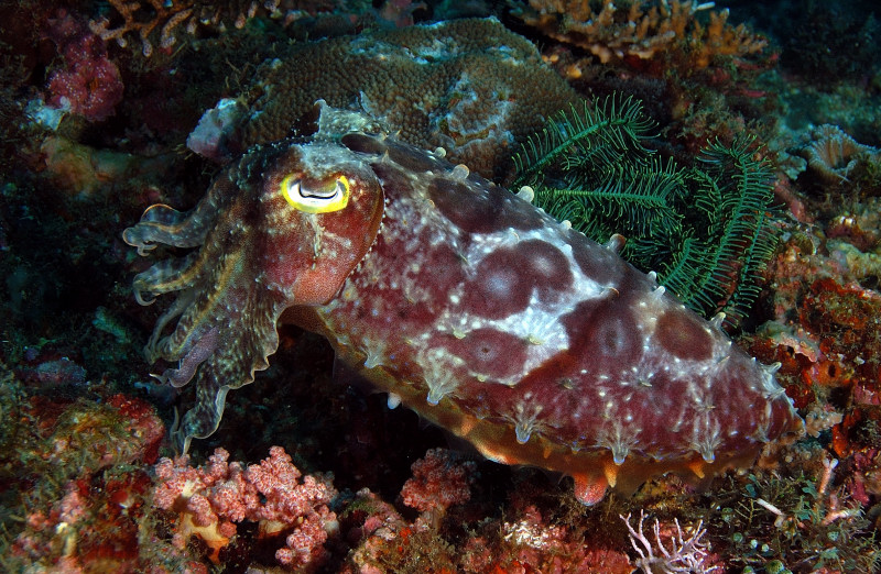 Cuttlefish PG, Philippines
