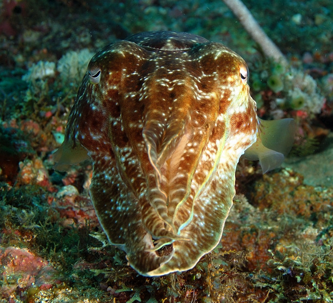 Cuttlefish PG, Philippines