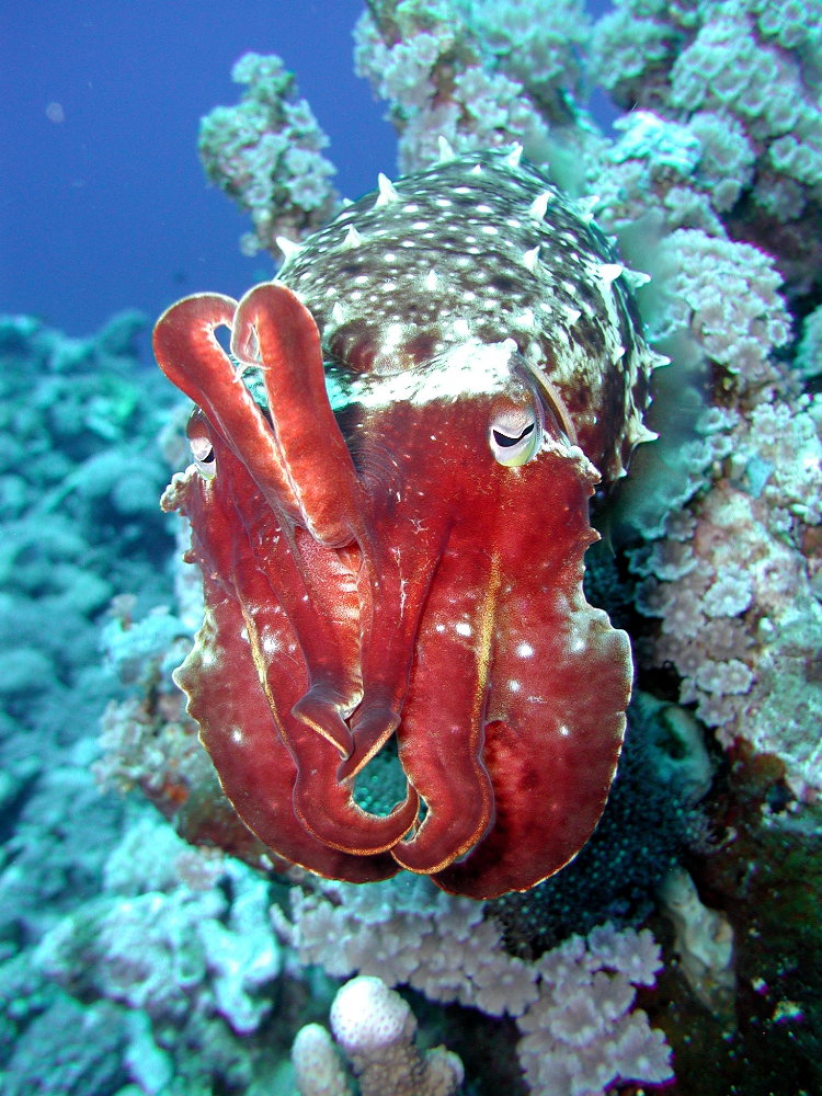 Cuttlefish - PNG