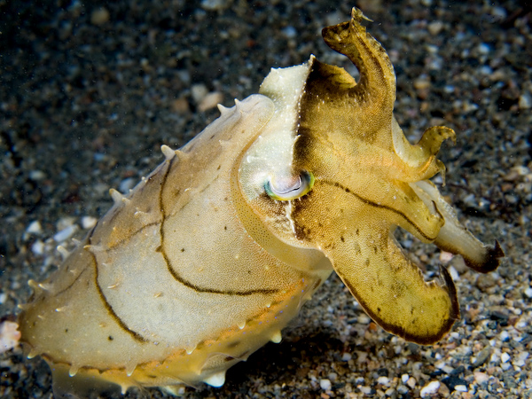 Cuttlefish posing