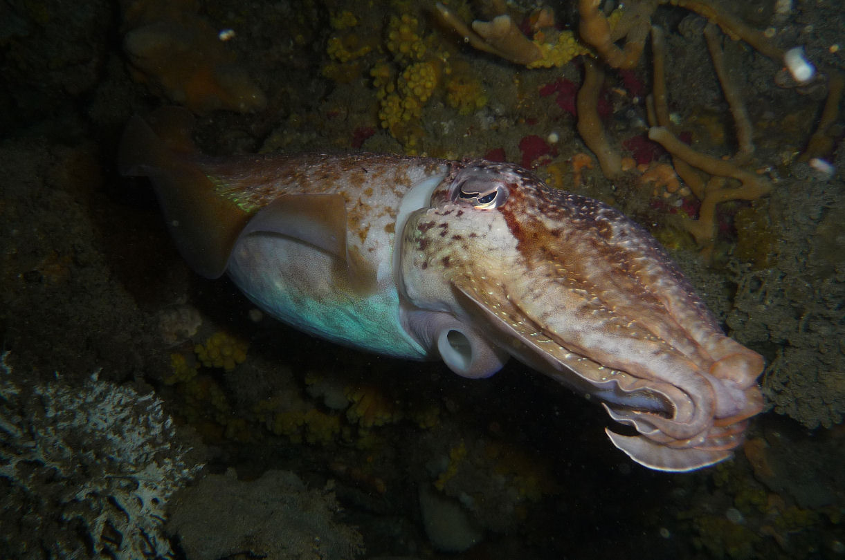 Cuttlefish under the bow