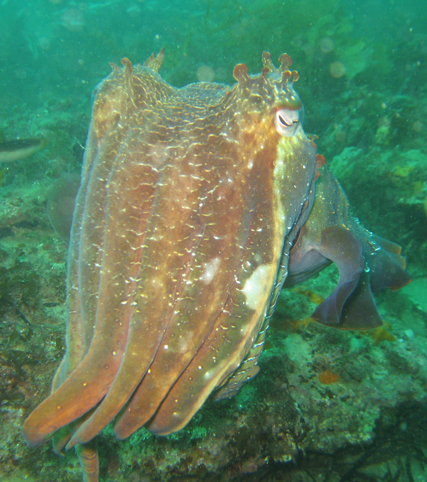 Cuttlefish