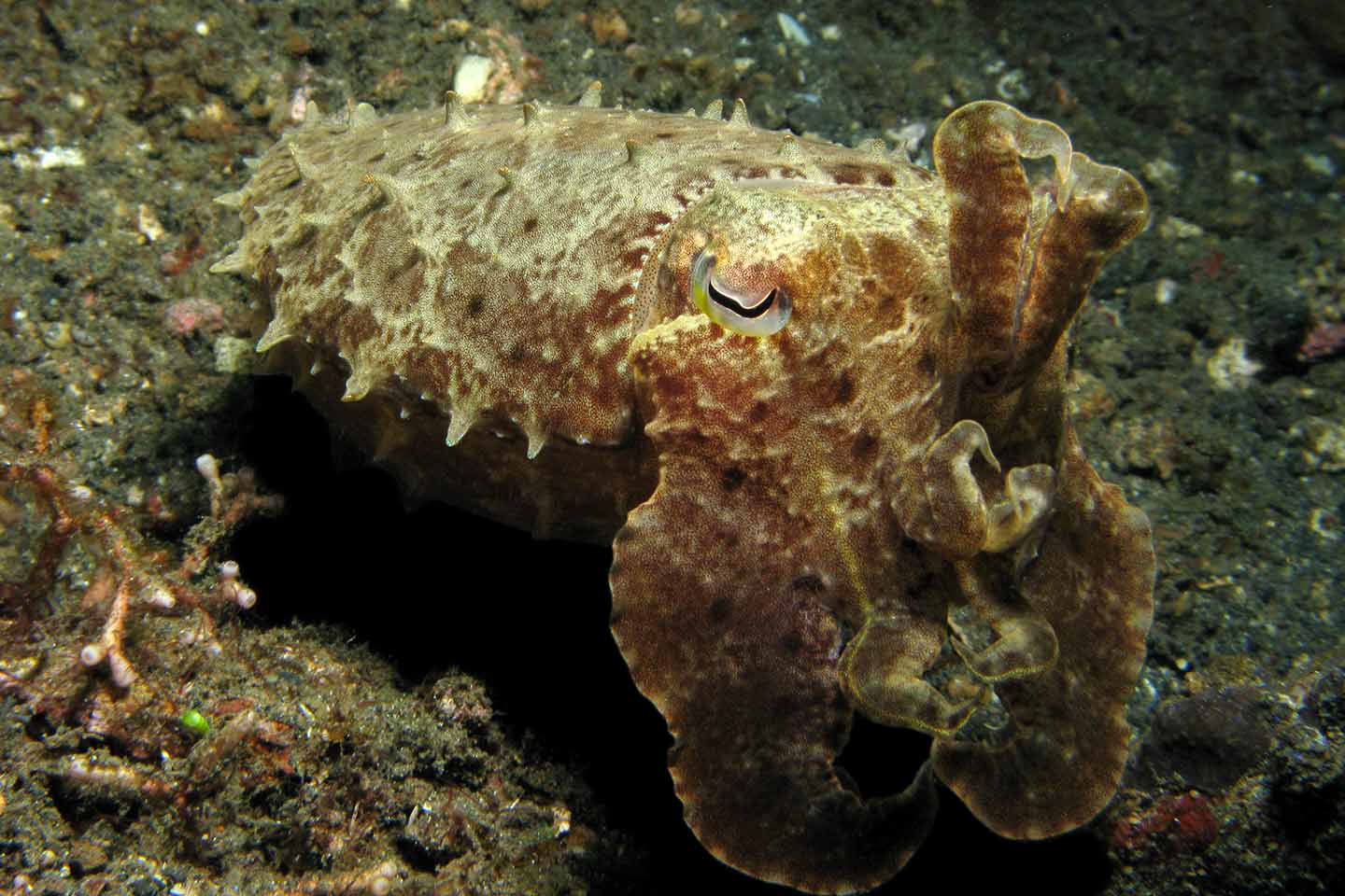 Cuttlefish