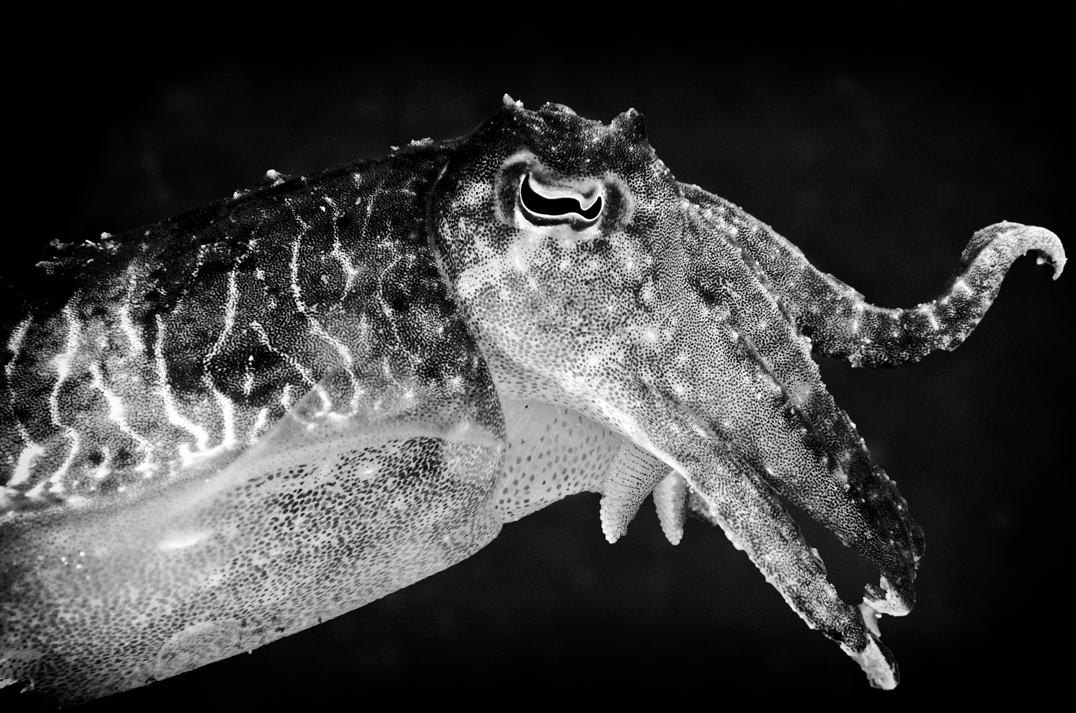 Cuttlefish