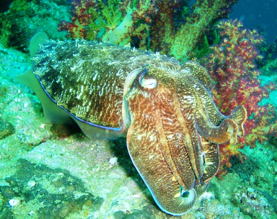 Cuttlefish