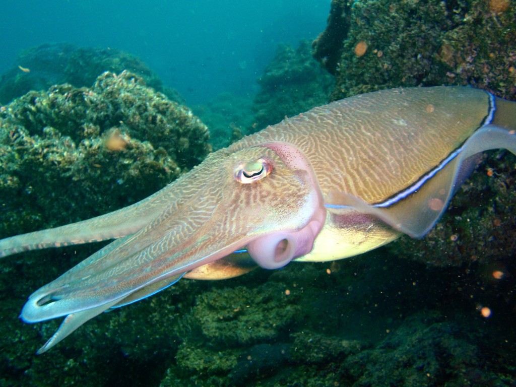 Cuttlefish