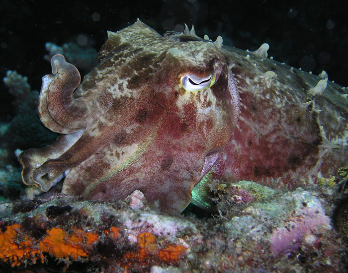 Cuttlefish