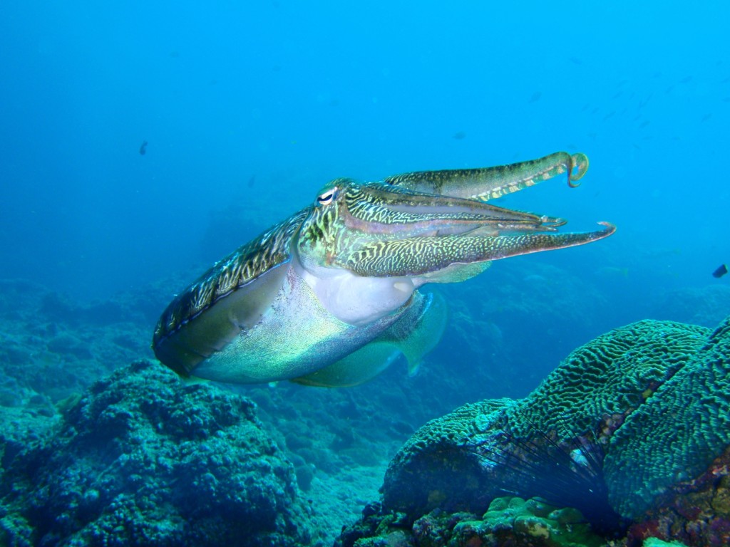 Cuttlefish