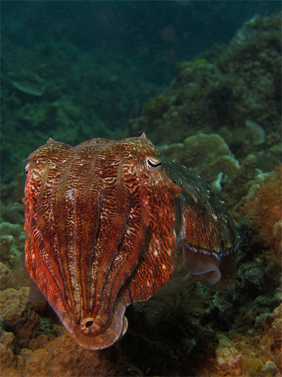 Cuttlefish