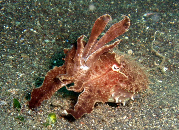 Cuttlefish