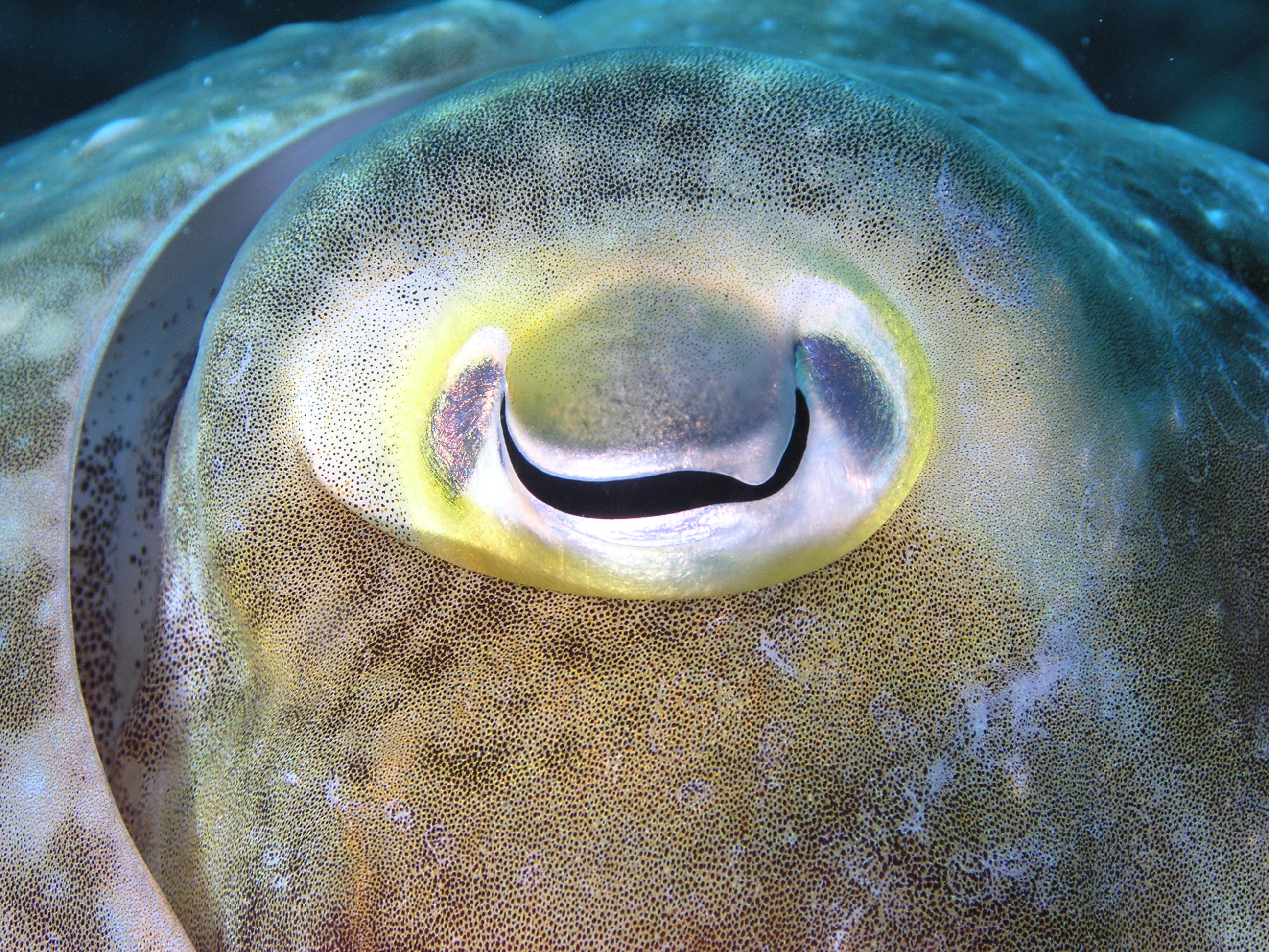 Cuttlefish