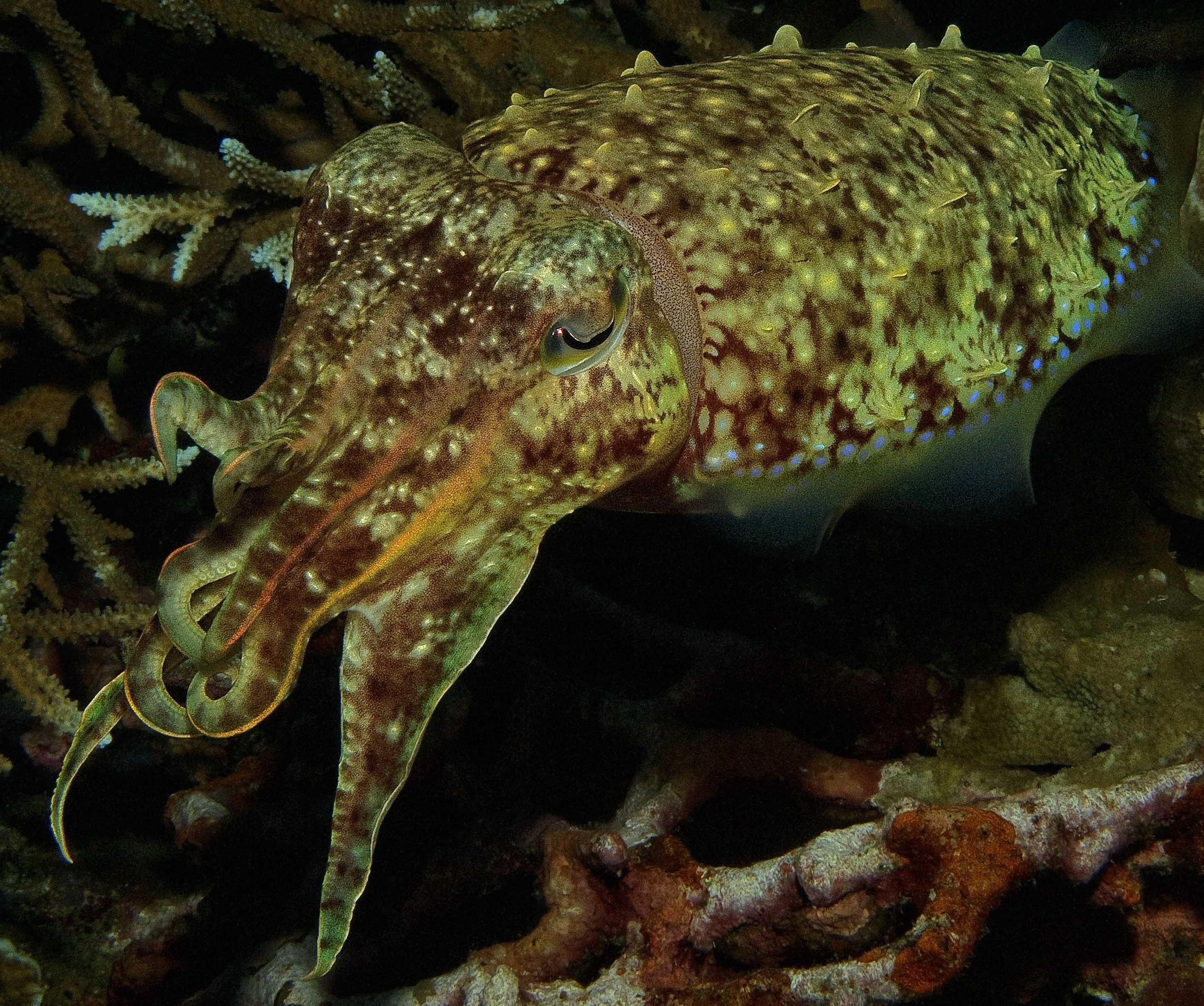 Cuttlefish