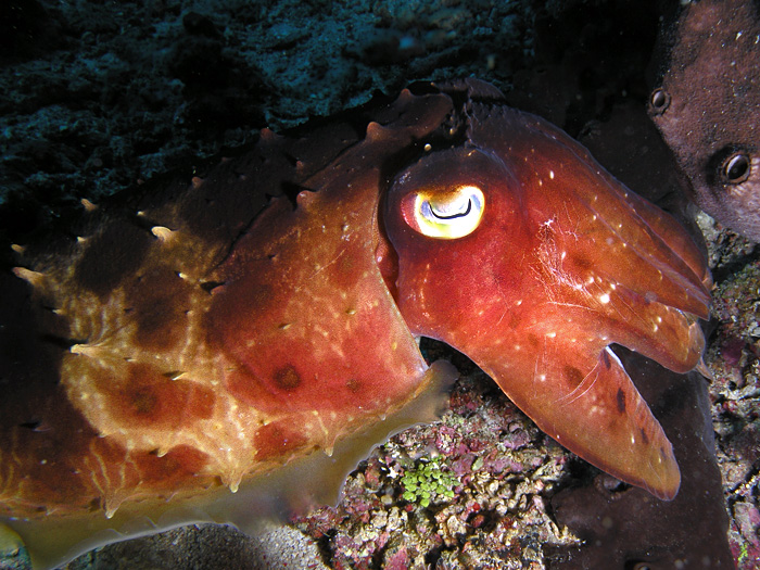 Cuttlefish