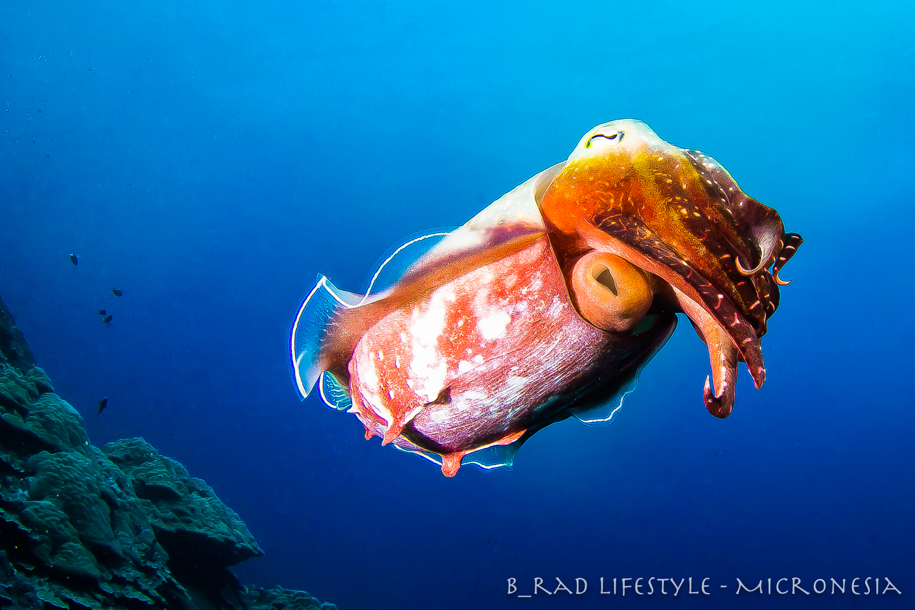 Cuttlefish