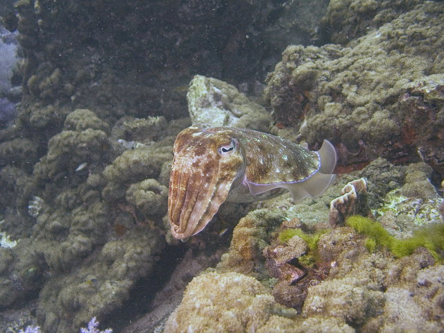 Cuttlefish