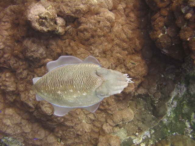 cuttlefish