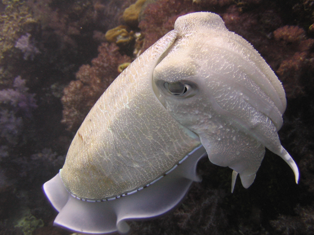 cuttlefish