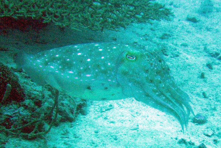 Cuttlefish