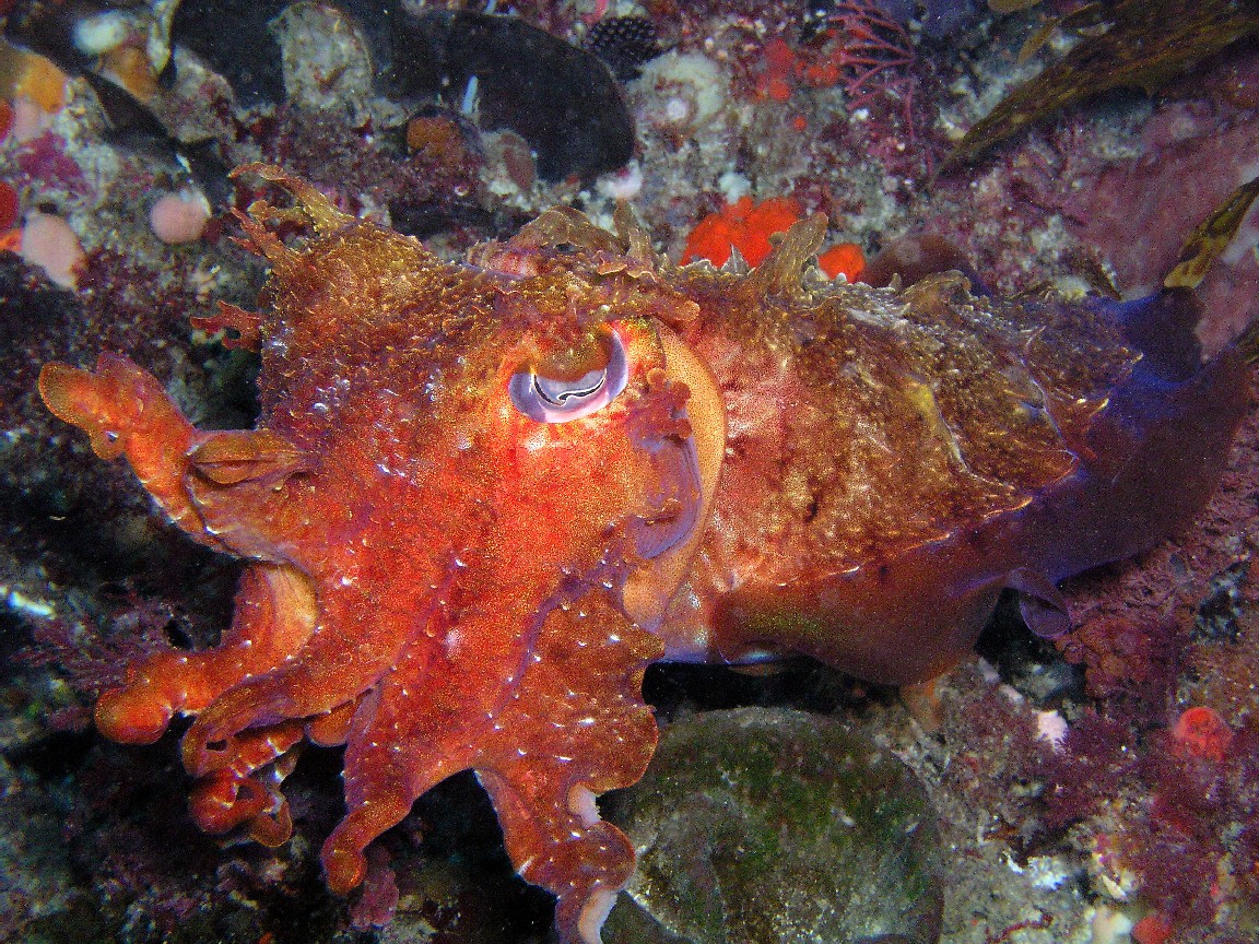 Cuttlefish