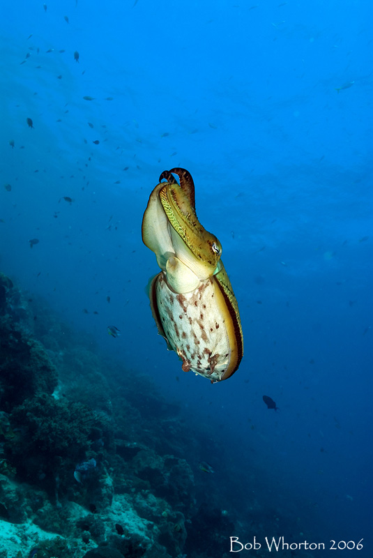 Cuttlefish