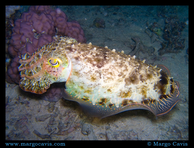 Cuttlefish