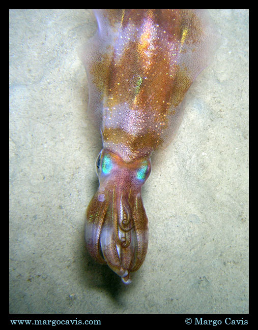 Cuttlefish