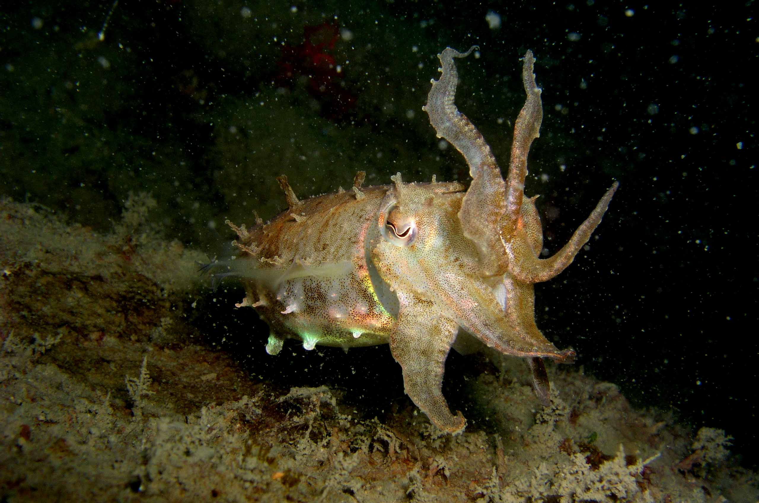 Cuttlefish1