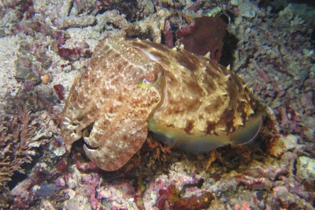 CUTTLEFISH4