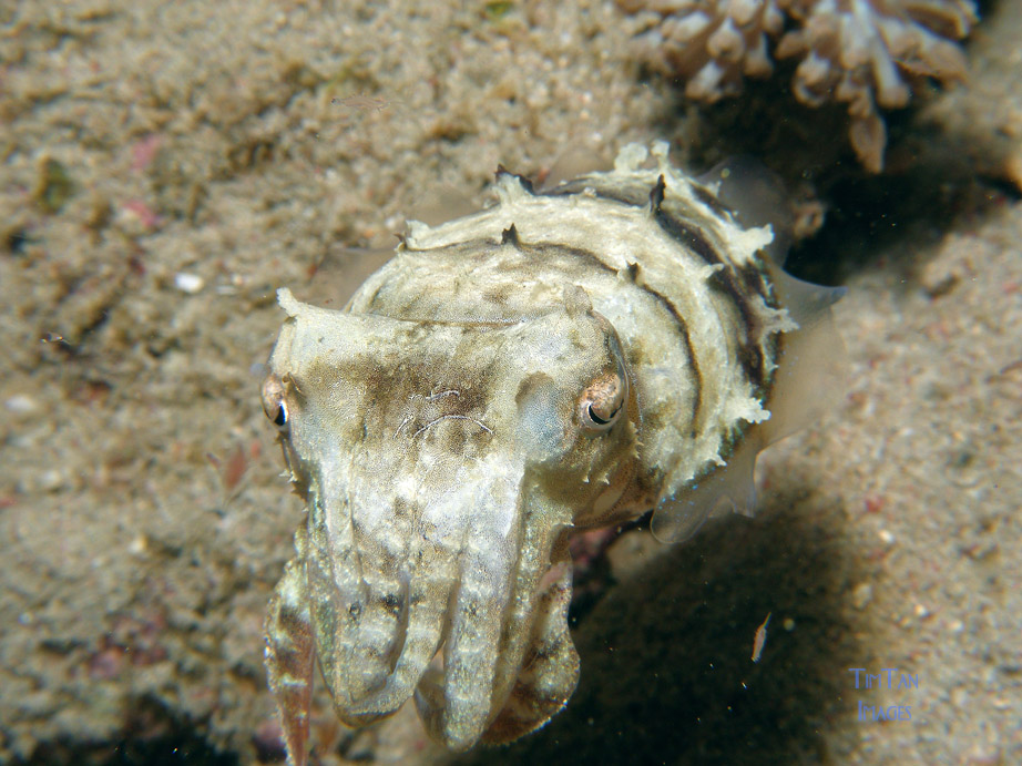 cuttlefish_1