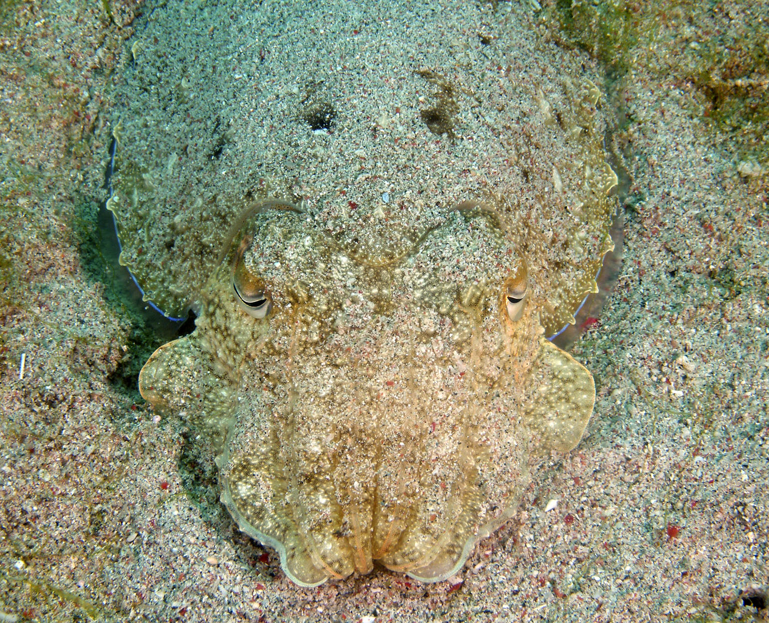 cuttlefish_camo_3