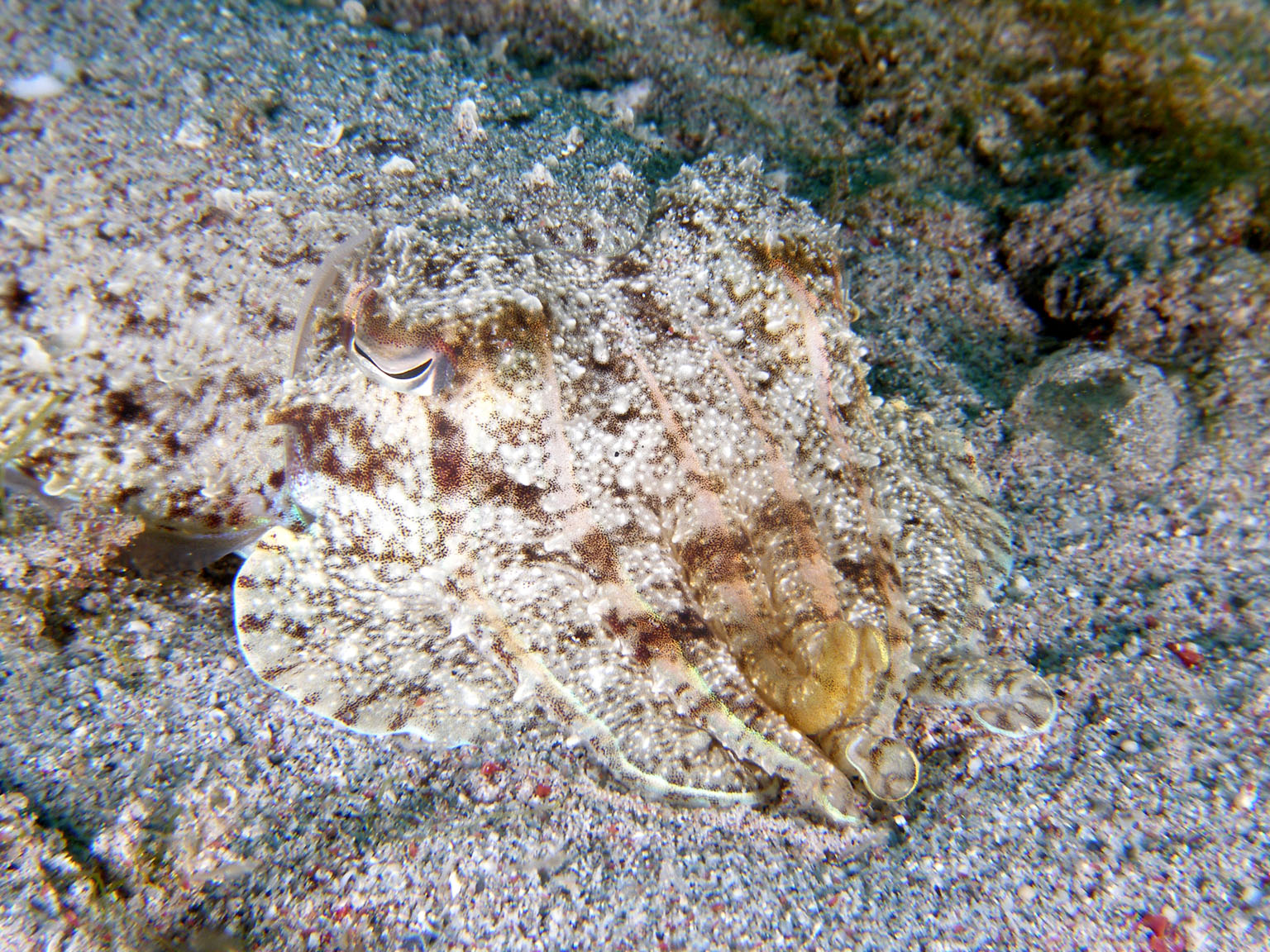 cuttlefish_face_2