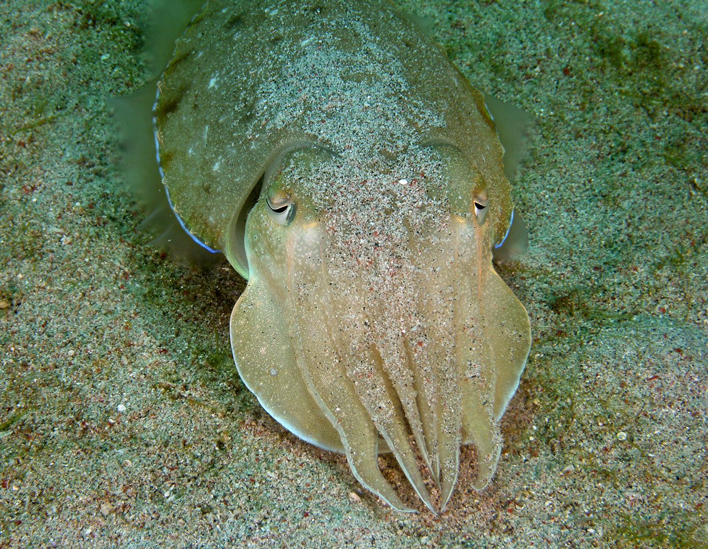 cuttlefish_less_camo_2