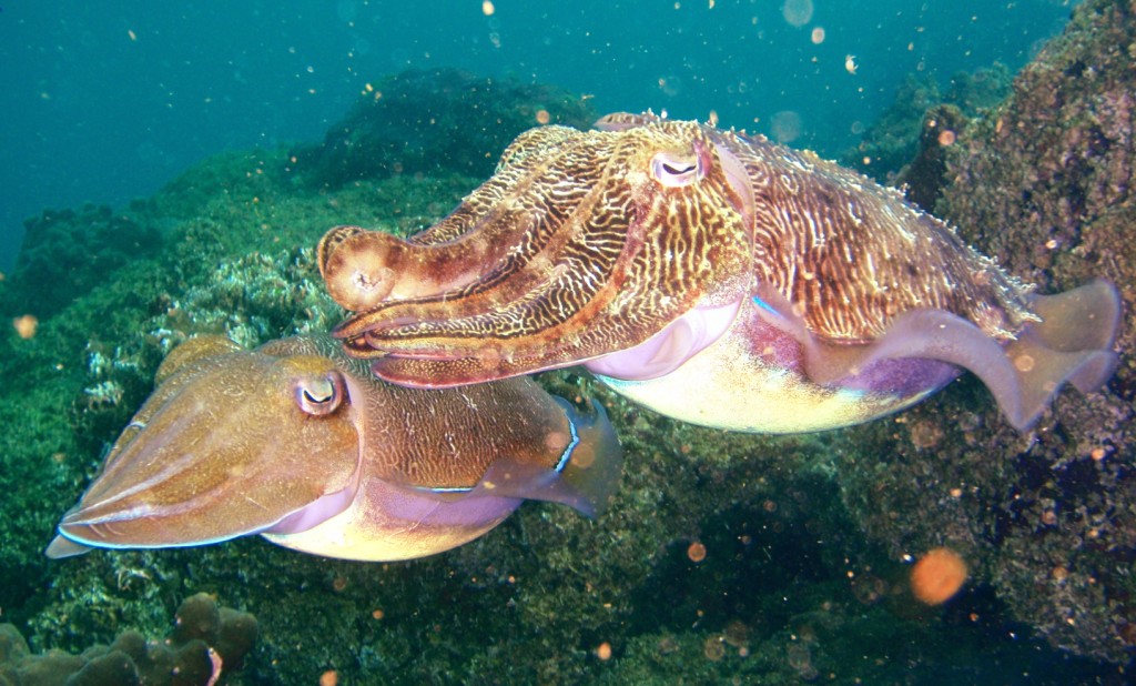 Cuttlefishes