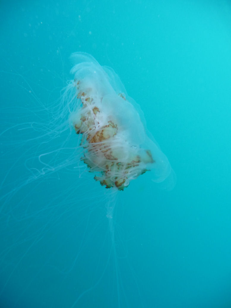 Cyanea capillata (Lion's mane jellyfish)